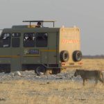 Hino with lion 2