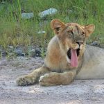 Lioness with open mouth